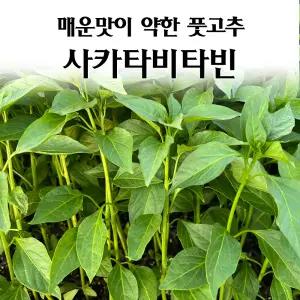 [모종심는아빠] 매운맛이 약한 풋고추 사카타비타민 고추모종3개