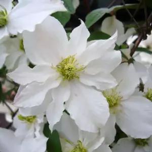 클레마티스 스위트 모닝 12cm 포트묘 겹꽃 신품종 으아리 넝쿨식물 야생화