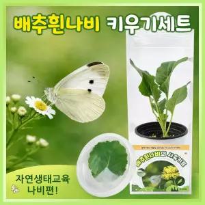 나비관찰키트,곤충관찰,자연관찰,곤충키우기,나비키우기,어린이날선물(4/13~6/15 판매)