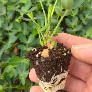 [하라네]땅콩모종 10개 제주도 우도 땅콩 일반땅콩 키우기