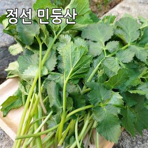 강원도 정선 민둥산 어수리나물 2kg 어수리 노지재배 산나물
