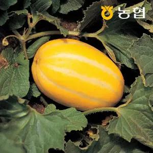 [자연맛남]농협선별 꿀당도 성주 참외 3kg (7-11과)
