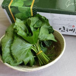 강원도 인제  곰취 곤달비 1kg 생곰취나물