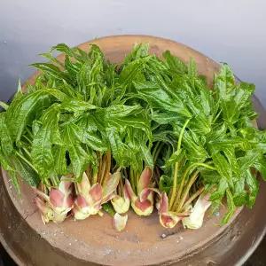 첩첩산중 강원도 정선 엄나무순 개두릅 1kg 제철 산나물