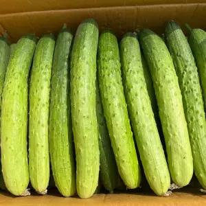 국내산 아삭아삭 백다다기 오이 특품 10kg 백오이 소박이 생채 샐러드 김치 무침
