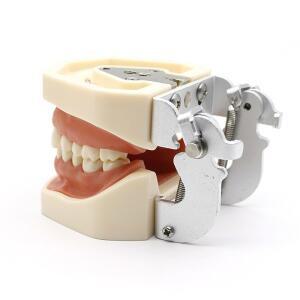 모델 구강 실습 잇몸 모형 잇몸매개 분리 스케일링 덴티폼 이빨 28개 소프트