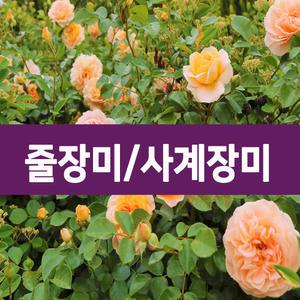 [나무의모든것]최상의 줄장미,사계피스땅장미,유럽(스칼렛,안젤라)