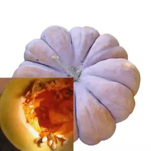 꼬레촌 늙은호박 맷돌 통호박 4kg~5kg 최상품