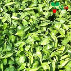 빨강 파프리카 모종 (1개)~ 묘목 텃밭 시장 씨앗 채소