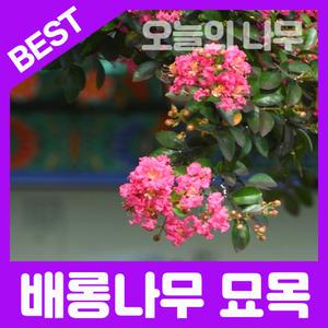 합리적 가격의 우수한 배롱나무(목배일홍/다이나마이트 백일홍) 나무묘목 2년생