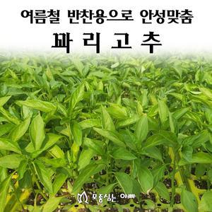 [모종심는아빠] 여름철 반찬용으로 안성맞춤 꽈리고추 모종72개(트레이한판)