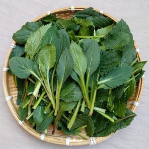 생 부지깽이나물 1kg 생나물 봄나물 부지갱이 울릉도취나물