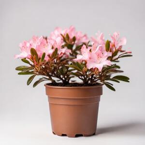 아젤리아 서양철쭉 연산홍 철쭉 화분 미니 꽃화분 모종 키우기