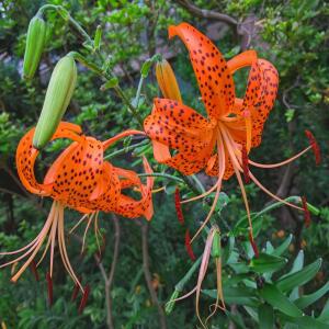 [나무팜] 참나리모종(4치포트12개/한판) 댜년생 야생화 꽃구근 꽃모종 조경용 관상용