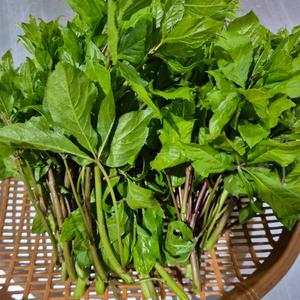 강원도 정선 첩첩산중 오가피순 오가피나물 1kg 제철 산나물