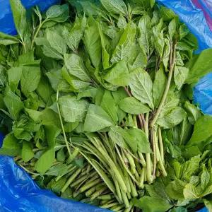강원도 정선 첩첩산중 오가피순 오가피나물 2kg 제철 산나물