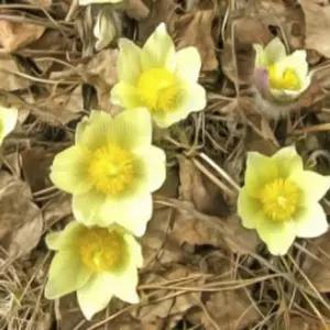 할미꽃 노랑할미꽃 노지월동 야생화 모종 9cm포트 두개묶음  HC027