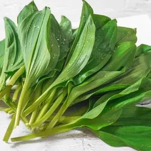 [더조은푸드] 지금이 제철 강원도 정선 고랭지 명이나물 500g/1kg