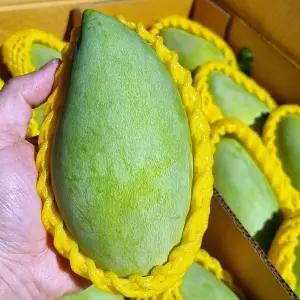 베트남 태국 그린 망고 2kg 6-10과 베트남그린망고 태국 망고 한박스 청망고 생망고 베트남망고 초록망고