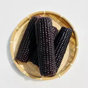 아삭한 맛 든든한 건강간식 엉클디어 삶은 찰옥수수 실온보관 흑찰옥수수 250g 10개