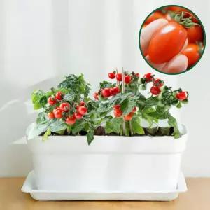 파머시카 대추방울토마토 키우기 베란다텃밭 세트