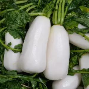 국산 절임알타리 5KG 총각무 알타리절임