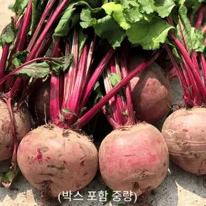 제주도 프리미엄 레드비트 (못난이) 10kg 최상급 슈퍼웰빙채소 (보한품종)