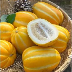 산지마켓 가정용 성주 참외 혼합과 2개구매시 1kg 추가