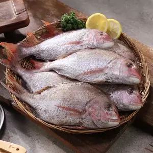 [국내산 자연산] 반건조 참돔 300g × 7마리