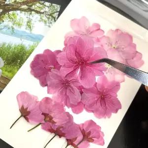 봄 벚꽃 드라이플라워 압화 3종 핀셋 세트/책갈피/DIY/만들기/키트/초등/학교/미술/재료/소품/꾸미기/재료