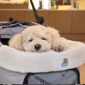 패리스독 베어 자카드 쿨 유모차 가드 쿠션방석