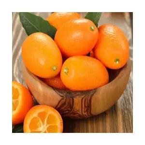 제주산 금귤 (낑깡)