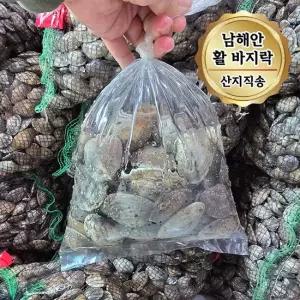당일조업 남해안 활 바지락 대사이즈 1kg 65 80미)