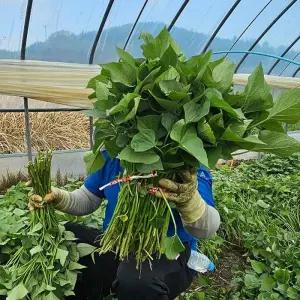 해남 밤 고구마 모종 1kg 해남고구마 순 해남 밤 고구마 순 모종 고구마묘종 고구마종