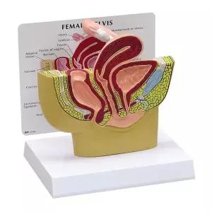 [종로의료기]GPI USA 여성 골반 해부모형 G350 생식기 단면 해부 Female Pelvis Model
