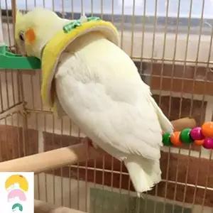 [하프클럽/셀러허브(펫)]깃털 자해방지 에덴라 목보호대 보호 조류옷