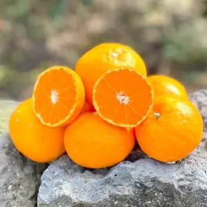 일요일발송 고당도 서귀포 카라향 4kg 실속가정용 월요일도