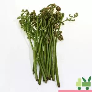 생고사리 4kg