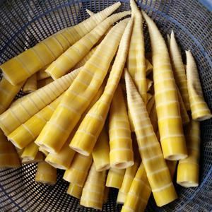 전남 구례 삶은죽순(분죽) 1kg 국내산 죽순
