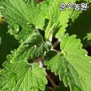 캣닢(캣닙) 모종 10cm포트 5개/야생화/허브
