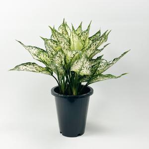 글라스가든 스노우사파이어 중품 아글레오네마 실내 공기정화 반려식물