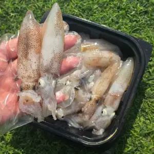 국내산 생물 대왕 호래기 1kg 횟감
