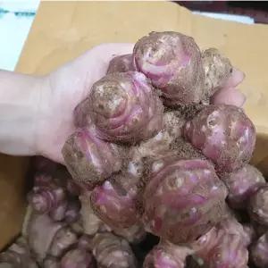 생돼지감자  (크기랜덤)---10kg
