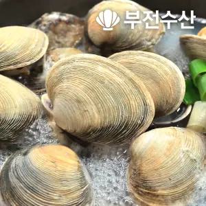 부전수산 냉동 손질 신선한 내장 제거 개조개살 (대합살) 업소용 8kg (500g x 16팩) 개조개 대합조개 백합 육수재료 해장국재료 개조개미역국 조개탕 조개구이