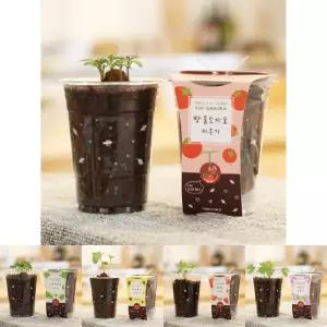 방울토마토 씨앗 심기 씨드볼 미니 화분 흙 패키지/식물/키우기/재배기/실내/모종/새싹/반려/키트/소형