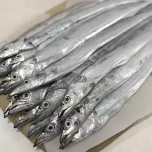 자연애수산 제주 생물 은갈치1박스(20미/4~5kg내외)