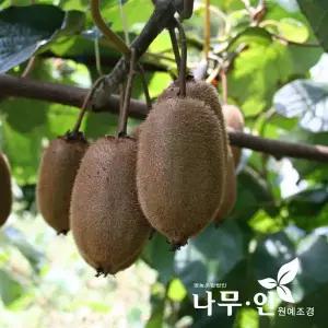 나무인 키위 묘목 (암나무1주+수나무1주)세트