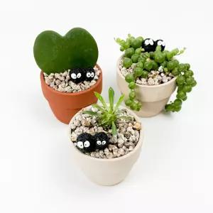 글라스가든 초록 짝궁 화분 하트호야 괴마옥 콩란 녹영 귀여운 미니 실내공기정화 식물