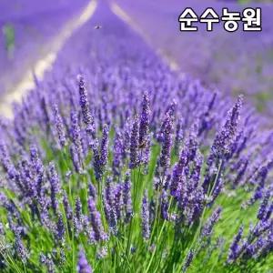 잉글리쉬라벤더 15cm포트 2개/전국노지월동/라벤다/허브 모종/야생화