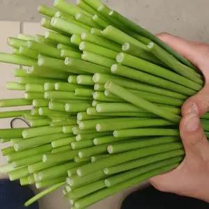싱싱햇 국산 마늘쫑 햇마늘쫑 마늘종 마늘꽁 3kg